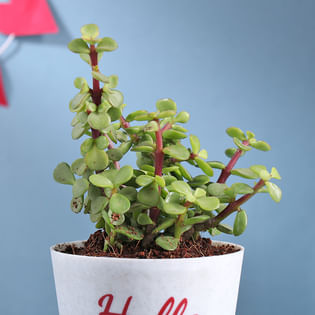 Order Hello Love Jade Plant