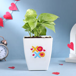 Xoxo Love N Luck Money Plant