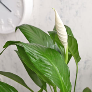 Peacelily Plant Online