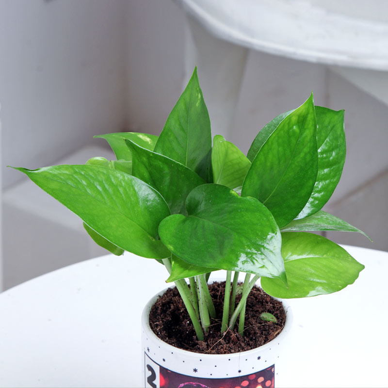 Money Plant Online