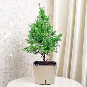 Buy Pretty Cypress Plant Online