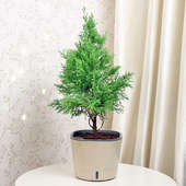 Buy Pretty Cypress Plant Online
