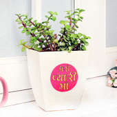 Pretty Jade Plant - A Plant in a Vase for Mother