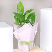 Money Plant in White Gift Wrap