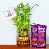 Lucky Bamboo with Chocolates for Daughter