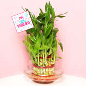 Lucky Bamboo in Glass Vase for Daughter