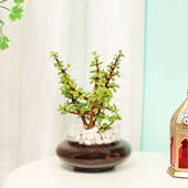 Profuse Jade Terrarium Plant in a Glass Vase