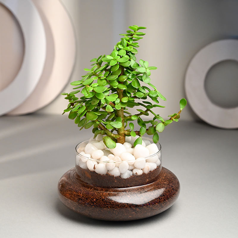 Profuse Jade Terrarium