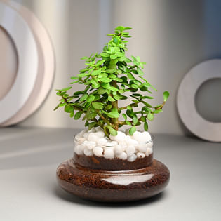 Jade Plant for Women's Day