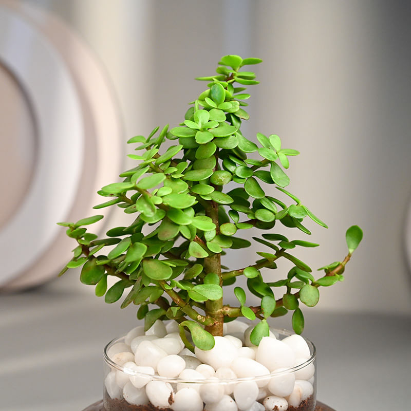 Buy Jade Plant Online