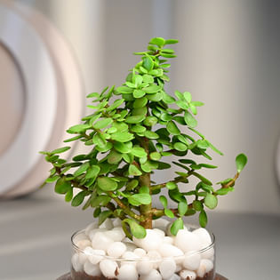 Jade Plant for Women's Day