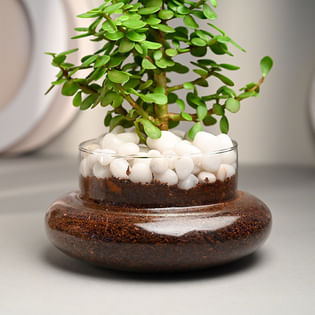Jade Plant for Women's Day