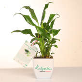 Peace lily Plant With Vase