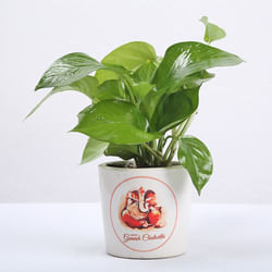 Good Luck Ganesha Money Plant