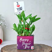 Propose Day Lucky Bamboo