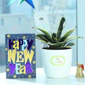 Purifying New Year Wishes - Air Purifying Plant Indoors in Rhonda Vase with New Year Greeting Card