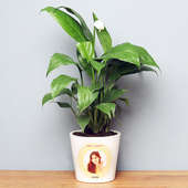 Personalised Navratri Peace Lily Plant