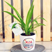 Purifying Spider Plant - Foliage Plant Indoor in Printed Conical Vase