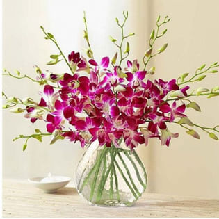 Purple Orchid Persence