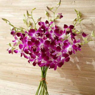 Purple Orchids Bunch