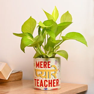 Pyaare Teacher Money Plant