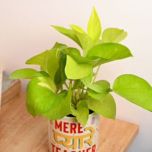 Buy Money Plant Online