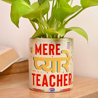 Shop Money Plant Online