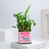 Queen Mom Bamboo Plant Online for Mothers Day