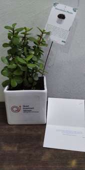 Quest Jade Plant With Message Card