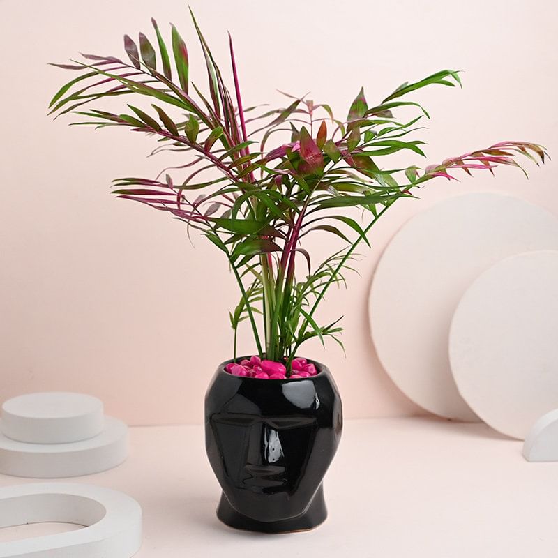 Quirky Chamaedorea Plant In Black Face Pot