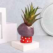Quirky Girl Planter With Artificial Howarthia Plant Online