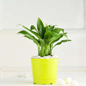 Radiant Peace Lily Plant