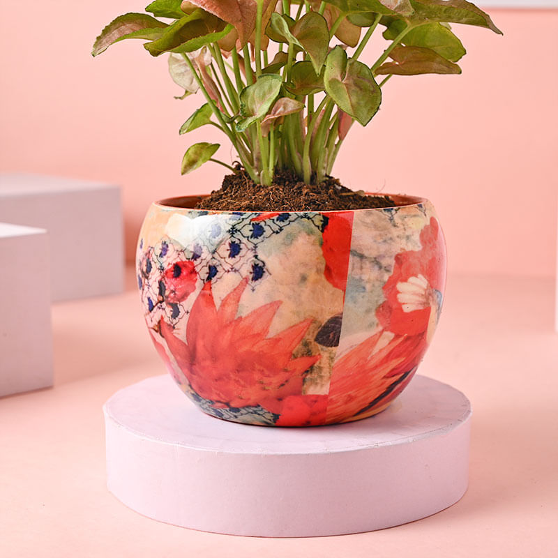 Radiant Red Syngonium Plant Online