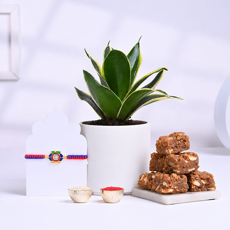 Radiant Woven Rakhi With Snake Plant N Sweets