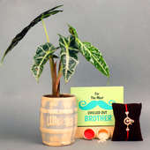 Rakhi N Alocasia Plant Combo - One Divine Rakhi with Roli and Chawal and Foliage Plant in Drum Vase