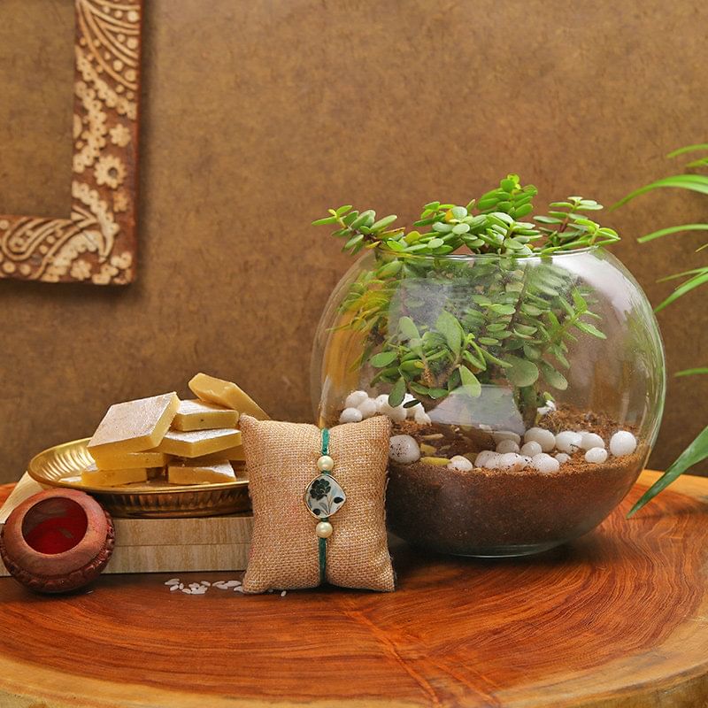 Rakhi Plant And Sweets Combo