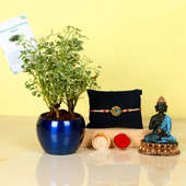 Rakhi with Aralia Plant and Buddha idol