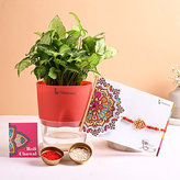 rakhi with plants