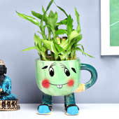 Buy 2 Layer Bamboo Plant Online