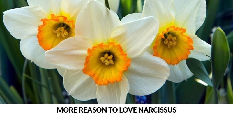 Falling in love with Narcissus, Know Why