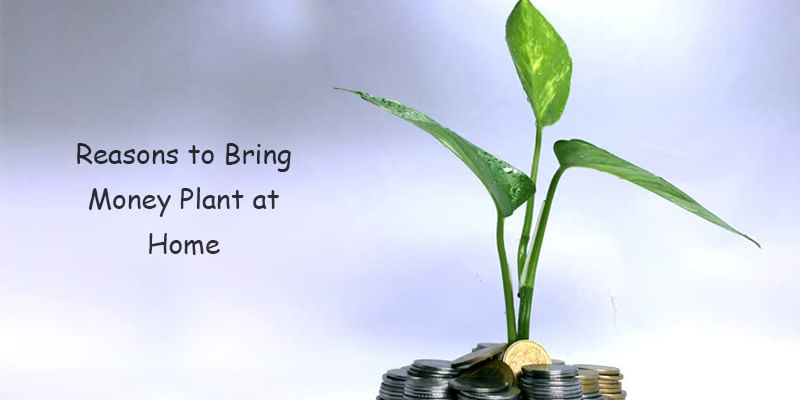 Why Do We Bring Money Plant to Our Home?