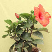 Red Hibiscus Plant Online