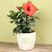 Red Hibiscus Plant Online
