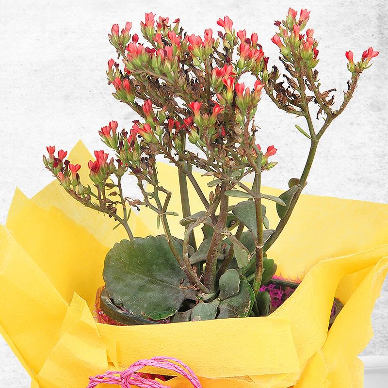 Zoomed view of Red Kalanchoe - A stressbuster plant