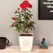 Red Rose Valentines Plant