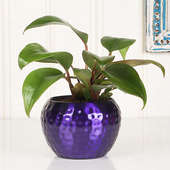 Red Philodendron Blue Vase