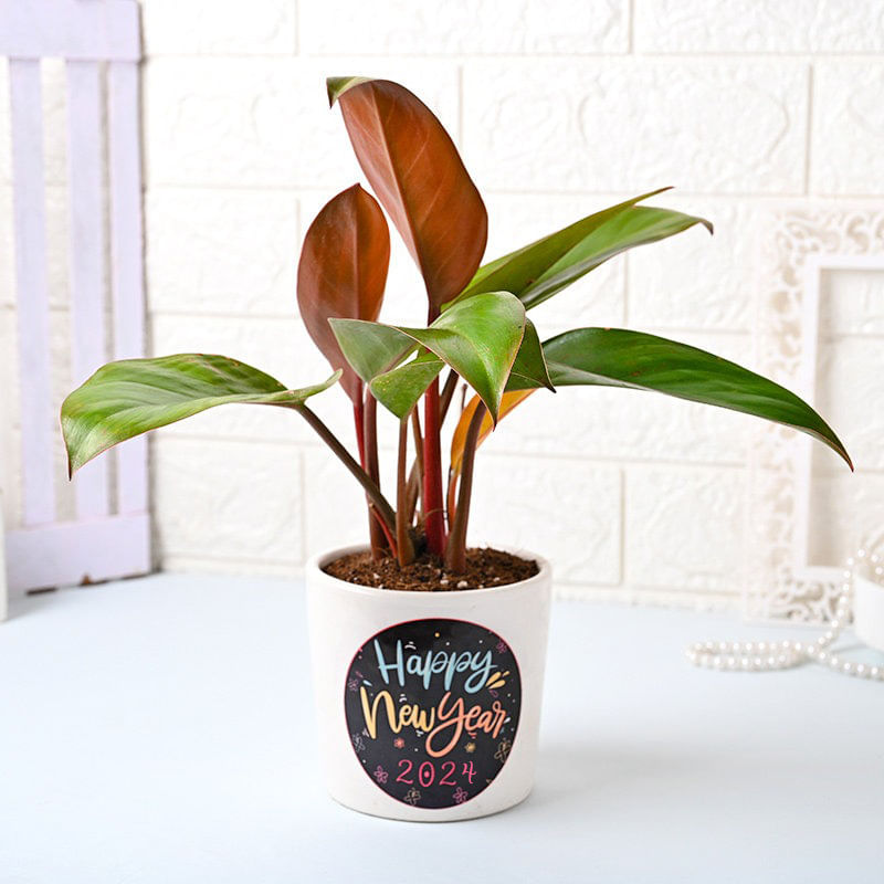 Red Plant In White Vase - Happy New Year Plants