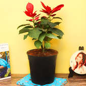 Red Poinsettia Plant in a Black Vase