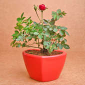 Send Red Rose Heart Plant Combo Online