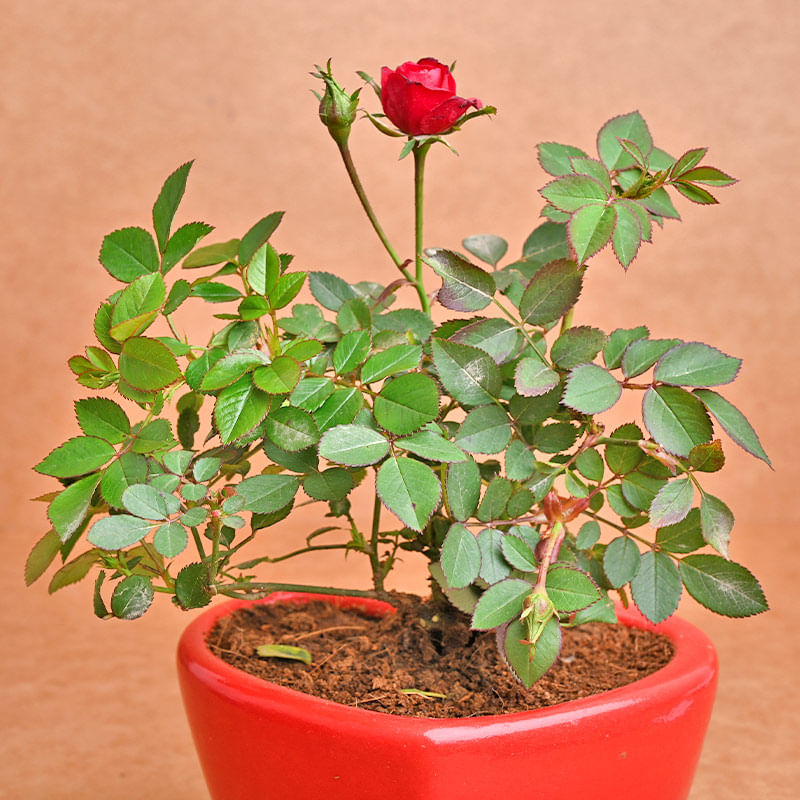 Order Red Rose Heart Plant Combo Online